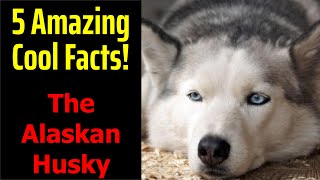 5 Fascinating Facts About The Alaskan Husky [upl. by Eniamerej]