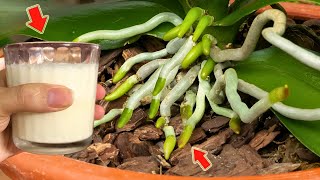 The Most Powerful Organic Fertilizer More Roots And Orchids Bloom Overnight [upl. by Eradis227]