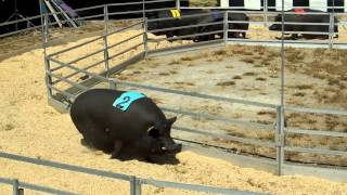 FAST and FATRosaires Racing Pigs [upl. by Domeniga]