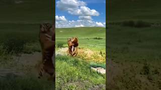 Epic tiger vs lion Showdown A Stunning Encounter in the Wild shortsanimalstending lion [upl. by Ihsakat235]