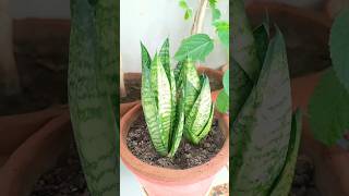 snake plant propagation and care tips [upl. by Erdua]