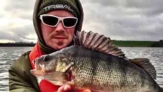 Blithfield Reservoir Perch Trials [upl. by Hazelton]