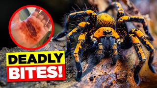 10 Most Dangerous SPIDERS You Should Avoid [upl. by Ellissa199]