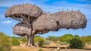 15 Most Amazing amp Largest Nests in The Animal World [upl. by Tunk380]