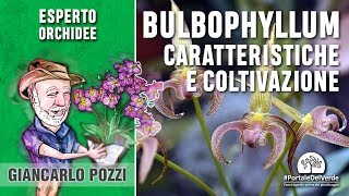 Come si coltiva il Bulbophyllum [upl. by Jea]