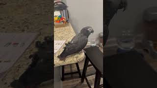 Merlin an African Grey Timneh parrot enjoys a pleasant morning [upl. by Fini]