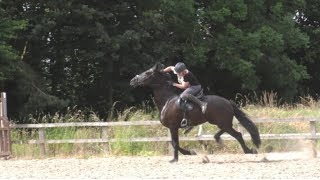 Friesian Horse near fall during a jumping lesson with Helen Bell [upl. by Afaw664]