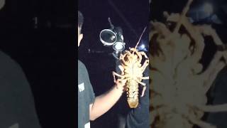 Caught Lobster  watch the full video in my YouTube Channel [upl. by Moneta]