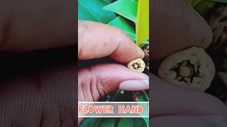 Sapodilla  Chiku  flower Hand pollination shortfeed greennature trendingshorts youtube [upl. by Monica486]