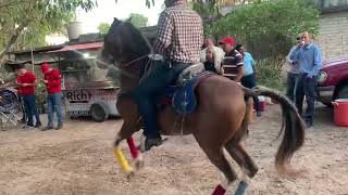 EXHIBICIÓN DE CABALLOS BAILADORES CON BANDA SINALOENSE [upl. by Hedy919]