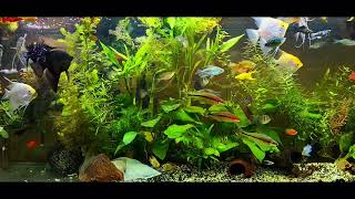 angelfish community tank [upl. by Eelidnarb331]