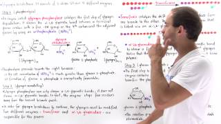 Glycogen Breakdown [upl. by Mailli]