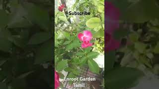 Rose🌹gardenflowerplants shortfeed trending share shortfeed nature shortsviral shots video [upl. by Culliton]