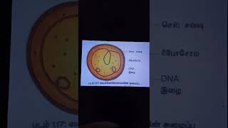 Mycoplasma Tamil [upl. by Arriec975]