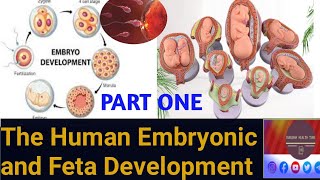 The Human Embryonic and Fetal Development  embryonic development fetal development amharic [upl. by Lokcin]