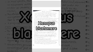 Xenopus blastomere shorts notes msc bsczoology biology [upl. by Nananne]