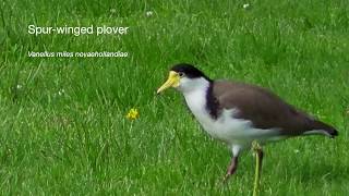 Spurwinged Plover Vanellus miles novaehollandiae [upl. by Rube]