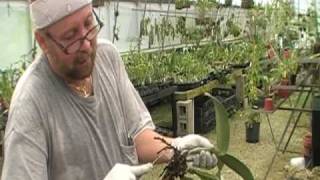 The Orchid Doctor  How to Replant an Orchid Part 1  orchidmania south florida [upl. by Micki350]