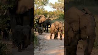 Baby Elephant Searches for Mom [upl. by Dor756]