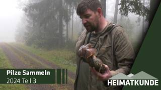 Pilzwanderung mit Experten Tipps und Geheimnisse 🍄🌲 3  Heimatkunde [upl. by Ede]