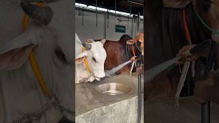 Sahara Agro is cleaned daily with their clean water in the morning cleaning bulls shortviral cow [upl. by Luzader]