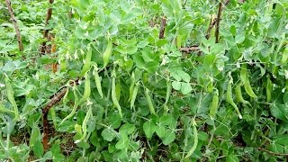 HOW TO GROW PEAS IN GUTTERING [upl. by Riva]