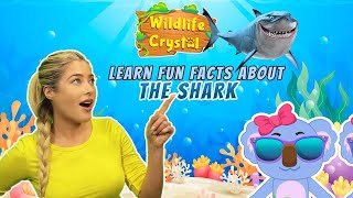 Shark Facts [upl. by Erinna986]