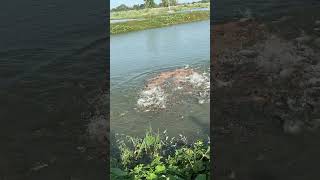 fishingvideo fishing seafood fish nature [upl. by Shela789]