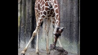 Baby Giraffe Born On Exhibit at Memphis Zoo [upl. by Sufur]