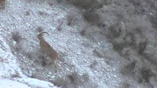 Free Range Aoudad Hunt West Texas  Brite Ranch [upl. by Neyud]