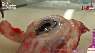 Dissection of Eye [upl. by Neville326]