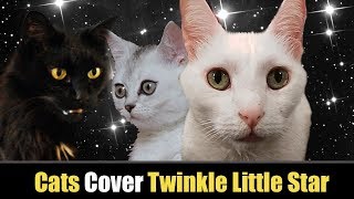 Twinkle Twinkle Little Star  Cats Version  Singing Cats [upl. by Ahsitruc]