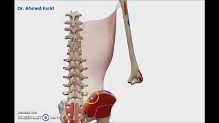 Muscles of the Back3D Dr Ahmed Farid [upl. by Panthea429]