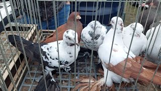 TARG STARACHOWICE 03022024 PROMOCYJNE CENY 🐦🐓🐇gołębie ozdobne pocztowe królikikury [upl. by Euqenimod495]