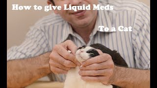 How to give liquid medication to a cat [upl. by Silirama269]