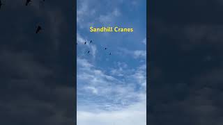 Sandhill Cranes overhead [upl. by Zimmerman145]