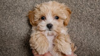 Maltipoo Pros And Cons [upl. by Tips425]