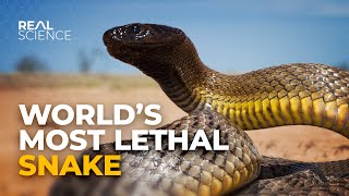 Why This Is the Deadliest Venom in the World [upl. by Milissa524]