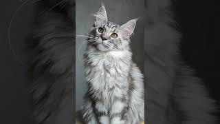 Silver tortoise Maine Coon shows 35 months old [upl. by Gregoire]