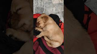 Snuggy sleep🥹❤️ goldenretriever goldenpupppy doglover babydog puppy cute [upl. by Kannry]