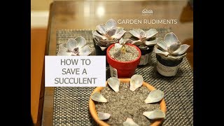 How to save a dying succulent plant [upl. by Marou]