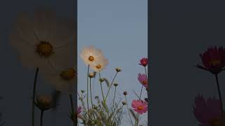 Blossoms…flowers nature calmmind trendingshorts relaxmusic [upl. by Klement881]