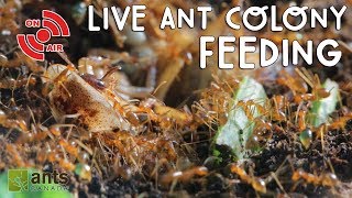 Live ANT COLONY Feeding [upl. by Fine]