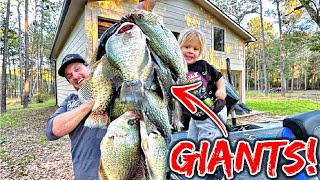 GIANT Winter Crappie are TOO EASY LIVE Livescope Footage [upl. by Pascal]