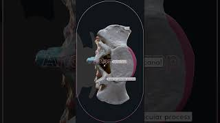 Lower parts of the spine lumbar vertebrae sacrum and coccyx [upl. by Cyn892]