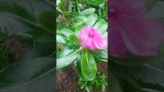 Vinca Rosea  My Garden and Banappoo [upl. by Robinetta]