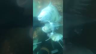 Spearfishing Sheepshead Fish [upl. by Ihn877]