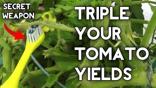 How to pollinate tomatoes by hand amp get Huge Tomato Yields [upl. by Nathalie]