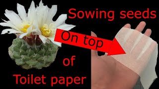 Sowing strombocactus on toilet paper Method for sowing tiny seeds like aztekium [upl. by Yewed698]