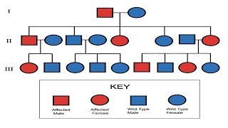 Pedigree Part 1  Mrs Biology [upl. by Tiffani]